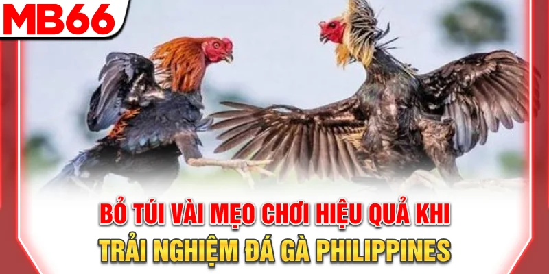 Hướng Dẫn Đá Gà Philippines: Luật Chơi Và Kinh Nghiệm 11 Bỏ túi vài mẹo chơi hiệu quả khi trải nghiệm đá gà Philippines